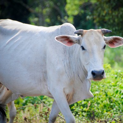 Panjrapole: The Jain Animal Sanctuary